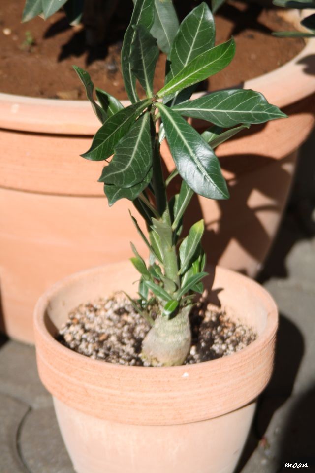 adenium
